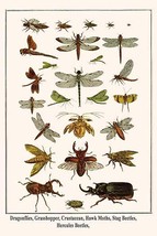 Dragonflies, Grasshopper, Crustacean, Hawk Moths, Stag Beetles, Hercules... - £15.70 GBP