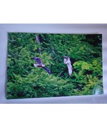 Amazing Bald Eagle chasing an Osprey in air over the river 12x18 unframe... - $44.39 CAD