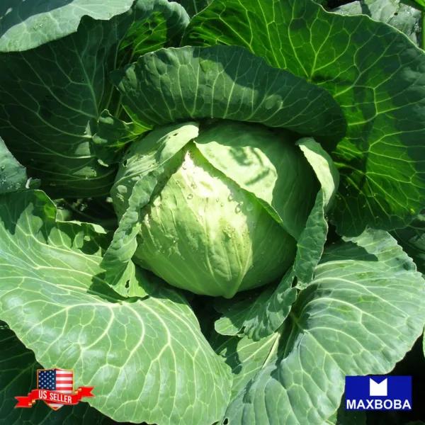 Non Gmo 225+ Golden Acre Cabbage Seeds Heirloom Vegetable Fresh Garden - £5.51 GBP