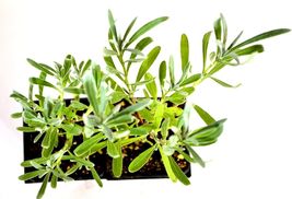 Two plant 2.5’’ Pots 2 Lavender Live Plants Provence French Indoor Outdoor - £26.93 GBP