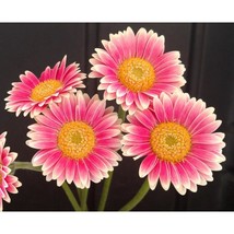 200+ Pink &amp; White Gerbera Daisy Seeds | Vibrant Long-Blooming Garden Flo... - $16.50