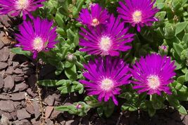 SHIPPED FROM US 50 Stardust Ice Plant Mesembryanthemum Purple Flower Seeds, SB01 - £15.58 GBP