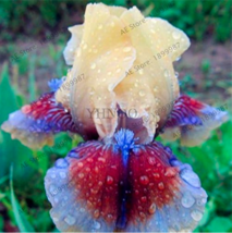 US Seller Iris Plantas Seeds Color 1 Fast Shipping - £11.02 GBP