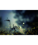 dragonfly Firefly flying in the night forest Fairy ceramic tile mural ba... - $89.09+