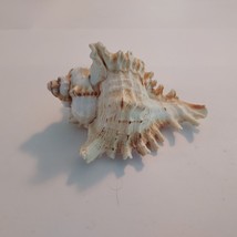 4 Inch Murex Ramosus Pink Spike Conch Shell Seashell - £17.74 GBP