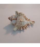 4 Inch Murex Ramosus Pink Spike Conch Shell Seashell - £17.73 GBP