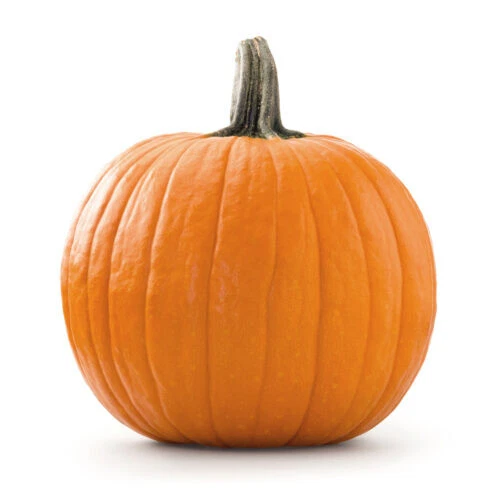 25 Jack O Lantern Pumpkin Seeds Planting New Fresh US Shipping - $4.80