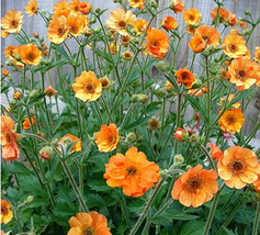 20 SEEDS /lot Geum &#39;Totally Tangerine&#39; Avens Flower s   - $6.00