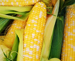 Bulk Providence Triplesweet Corn Seeds F1 Treated Seed Free Fast Shipping - £35.17 GBP