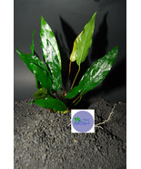 ANUBIAS MINIMA -Freshwater Aquatic Live Plants  - £3.50 GBP