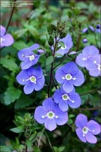 50 Oxford Blue Creeping Speedwell Flower Seeds Perennial From US  - $8.35