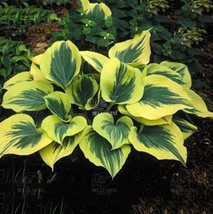 Colorful Hosta Flower Indoor Seeds - £7.72 GBP