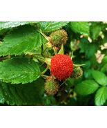 Thimbleberry- Potted Plants- Rubus parviflorus - Native plant - Rich Flavor - $440.09 MXN+