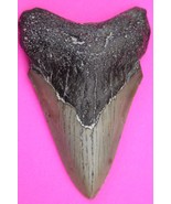 Authentic Megadolon Shark Tooth 3.04 Inches 51 Grams Fossil Dino Girl CO... - $91.99