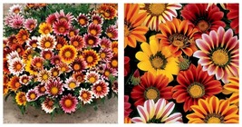 100 Seeds Gazania- Sunshine Mix- Fresh Garden Seeds - $21.99