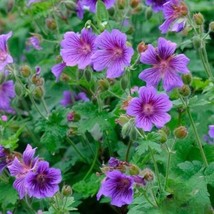 25+ Himalayan Cranesbill Geranium Seeds – Hardy Perennial Blooms - $16.50