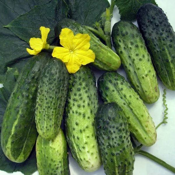 Cucamelon 20 Seeds Mouse Melon Vegetable Superior Cucumber Garden - £7.53 GBP