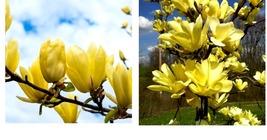 1 gallon pot Yellow Bird Magnolia Yard, Garden &amp; Outdoor Living - £55.14 GBP