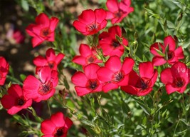 Scarlet Flax Seeds Linum Red Flowers Fresh Fast Shipping - $3.78
