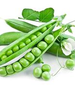 Organic Little Marvel Dwarf Peas Seeds - $4.95