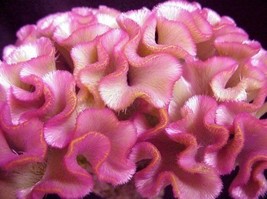 30+ ROSE COLORED COCKSCOMB CELOSIA FLOWER SEEDS - £7.75 GBP