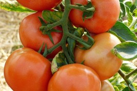 SR12Store Marglobe Supreme Tomato Seeds 100 Ct Vegetable Heirloom Nongmo US Prod - £6.79 GBP