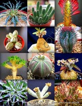 Rare Euphorbia Variety Mix Exotic Succulent Rare Cactus Plant Seed 50 Seeds - £12.22 GBP