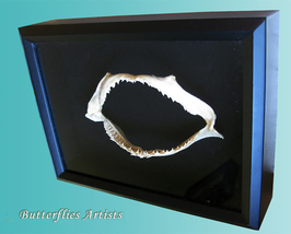 Real Ocean Surf Shark Jaw Taxidermy Framed Museum Quality Double Glass D... - $98.99