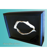 Real Ocean Surf Shark Jaw Taxidermy Framed Museum Quality Double Glass D... - $1,881.48 MXN