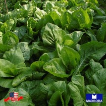 Non-Gmo 350 Spinach Seeds - Viroflay Heirloom Vegetable Garden Usa Shipping - £5.99 GBP