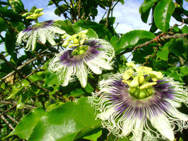Jstore USA Passiflora edulis Granadilla Qarandila Maracuja 20 Fresh Seeds - £11.24 GBP
