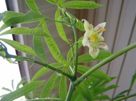 Manihot esculenta Tapioca Cassava Yuca Manioc | Mandioca 10_Seeds_Tera S... - £12.81 GBP