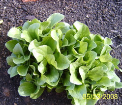 RAFHSTORE 3000 Black Seeded Simpson Leaf Lettuce Lactuca Sativa Vegetable Seeds  - £8.31 GBP