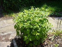 Lemon Balm Great Herb 12,000 Seeds Fresh Gardening USA SELLER - $29.90