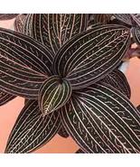 Black Jewel Orchid (Ludisia Discolor) a 4 inch pot!  - €12,89 EUR