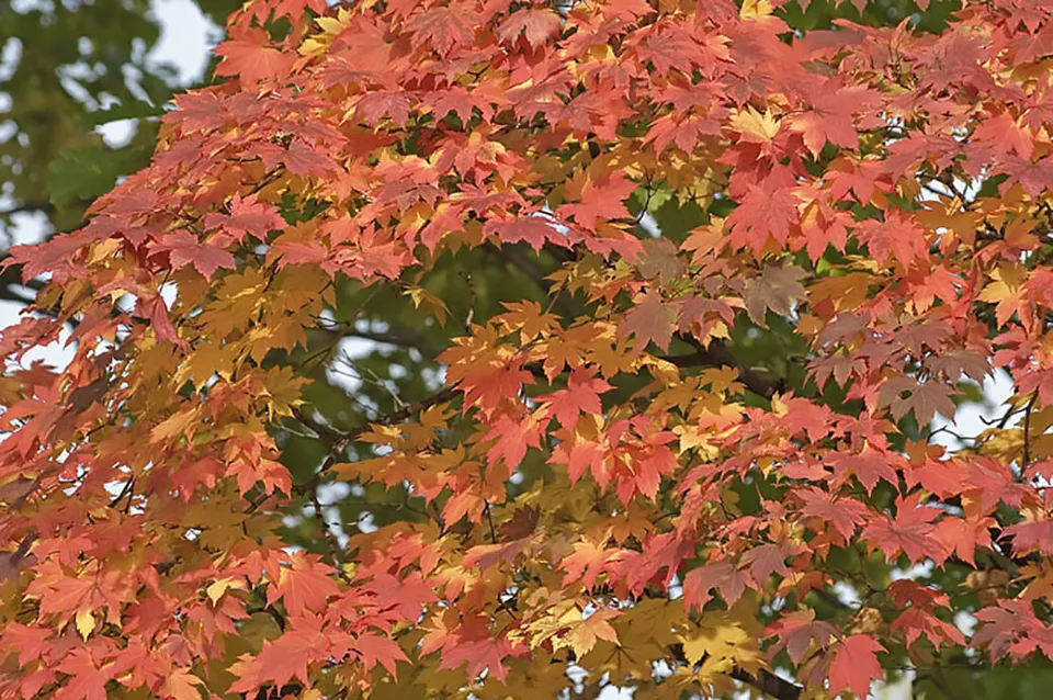 Korean Maple Acer pseudosieboldianum 10 seeds - $5.41