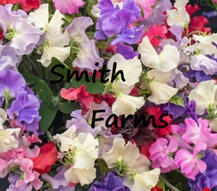 HS  25+ Seeds Sweet Pea Royal Mixture Of Flowers - £4.95 GBP