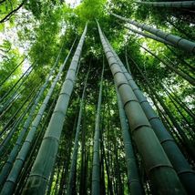 1 Pcs Bamboo - Bambusa vulgaris tropical live plant Cutting 12&quot;-24&quot; Live... - $55.98