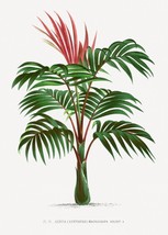 11033.Decoration Poster.Home Wall.Room art decor.Botanical plants.Palm tree - $16.20+