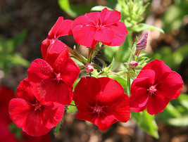 Phlox Drummond Red Flower 135 Seeds  - $7.99