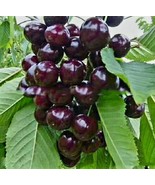 KKG 50 Black Cherry Prunus Serotina Dwarf Cherry Flower Exotic Tree Plan... - $20.37