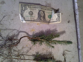 Half Dozen Christmas Trees Colorado Blue Spruce Lot of ~6~ Tree Seedlings 4&quot;-8&quot; - £29.44 GBP