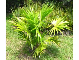 10 Florida Thatch Palm, Thrinax Radiata Palm Tree Seeds - $6.85