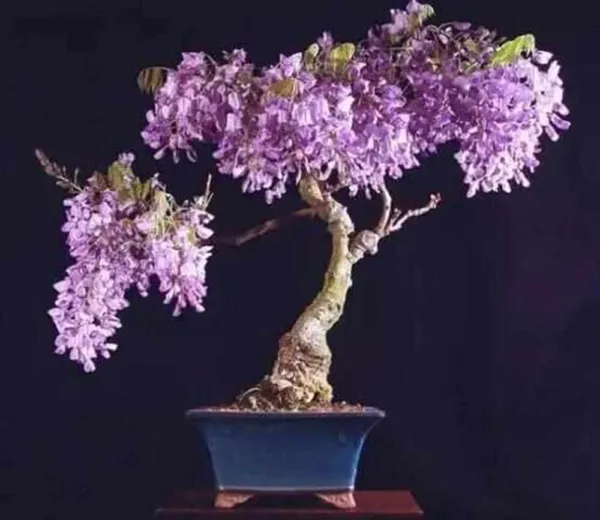 Qebidvl Wisteria Vine Seeds Blue Moon Wisteria Vine Seeds Highly Prized Flowerin - $19.96