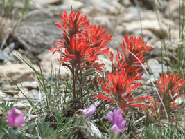 Guashi Store 50 Seeds Red Indian Paintbrush Castilleja Indivisa Flower - £7.51 GBP