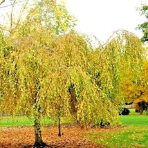30 Youngs Weeping Birch Seeds Betula Pendula Youngii Fresh Seeds - $12.70