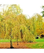 30 Youngs Weeping Birch Seeds Betula Pendula Youngii Fresh Seeds - $12.70