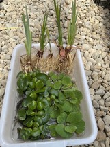 (15) Koi Pond Combo Water Hyacinth Lettuce Iris Floating Plant Medium-Sm... - $44.65