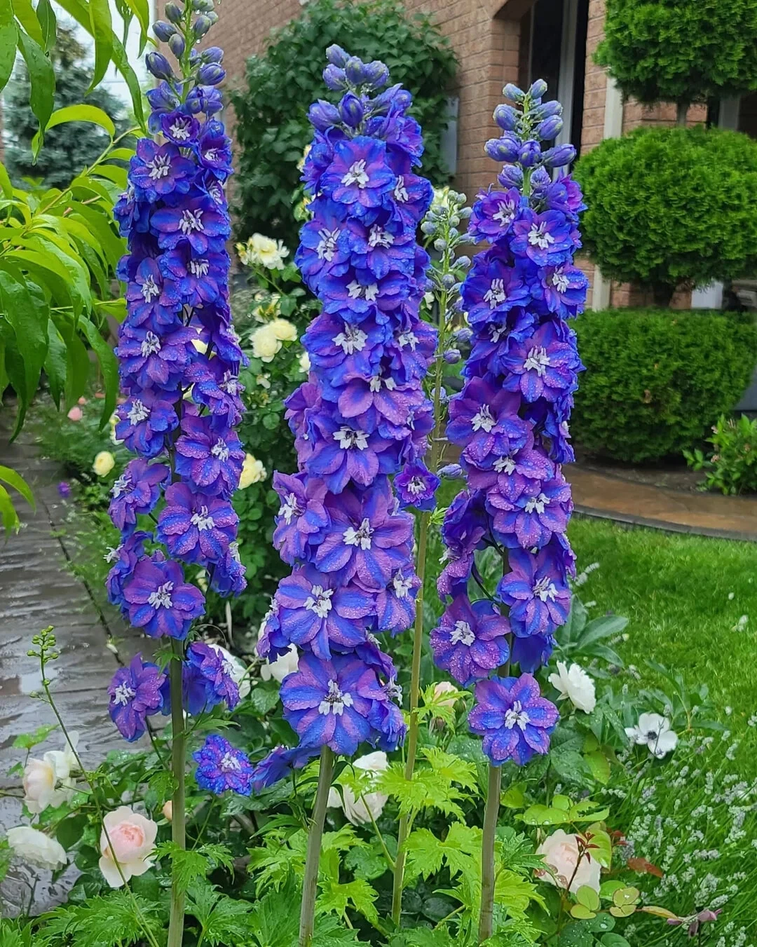 DELPHINIUM 'GUARDIAN BLUE'- STARTER PLANT - $27.93