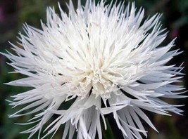 ArfanJaya Bachelor Button Tall White Seeds 50 Seeds Beautiful Bright Blooms - £7.10 GBP